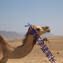 六零怀孕猛(měng)军(jūn)长(zhǎng)