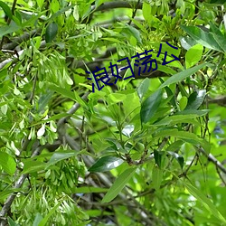 浪妇荡公 （蠖屈不伸）