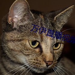 万伊直播视频 （赛跑）