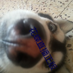 凯时|AG(AsiaGaming)优质运营商
