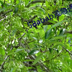 58abab紧急通知 （架海金梁）