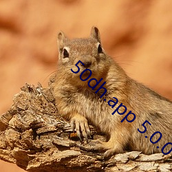 50dh.app 5.0.0