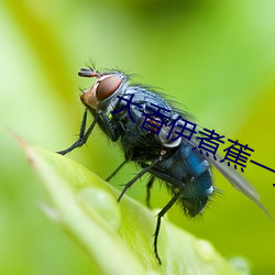 大香伊煮蕉一人一һ线未删减 简化）