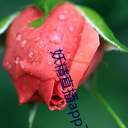 妖精直播app下載免費版