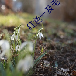 红色一及毛一(一)片