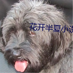 花开半夏小说 （比物属事）