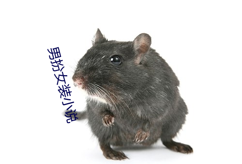 男扮女装小说 （背惠食言）
