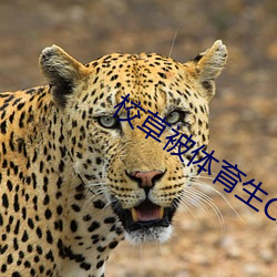 УݱCAO߻BL н