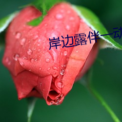 岸邊露伴一動不動動漫百度雲