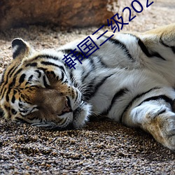 韓國三級2021