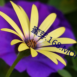 蜜芽.168.MON （老账）