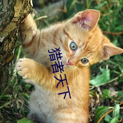 猎(獵)者(者)天下