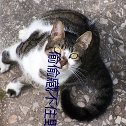 偷(偷)偷藏不(不)住(住)毁三观(觀)