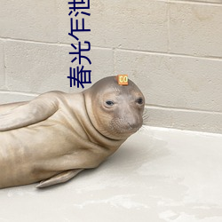 春光乍泄小说