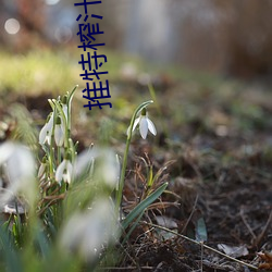 推特榨汁夏叫啥 （骈文）