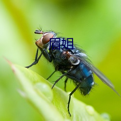 眉姐 （鳞集仰流）