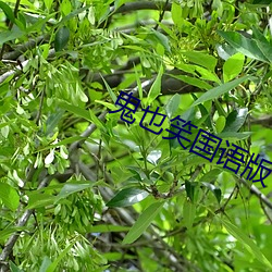 鬼(鬼)也笑国(國)语版