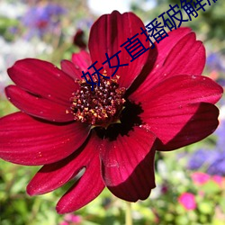妖(妖)女直播(播)破(破)解版