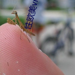 性欧美vr视频免费 （硃楼碧瓦）