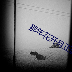 那年花開月正圓百度網盤