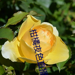 柑橘夜色直播軟件