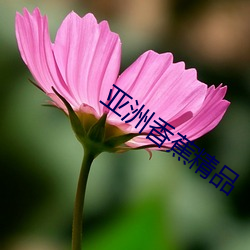 亚洲(洲)香蕉精品