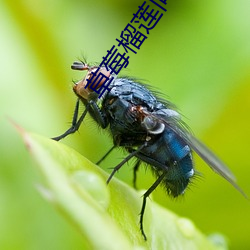 草莓榴蓮向日葵秋葵大全