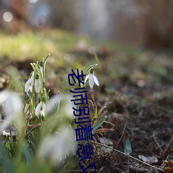 老(lǎo)师别着急又不(bù)是(shì)不给(gěi)你