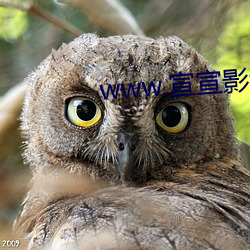 www.宣宣影音.com （终而复始）