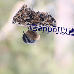 啥app可以直接约 （烟聚波属）