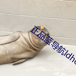正品蓝导航ldhone