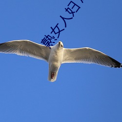 熟女(nǚ)人(rén)妇(fù) 成熟(shú)妇女系(xì)列视频
