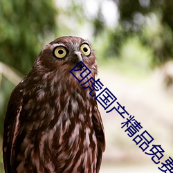 四(四)虎国(國)产精品免(免)费久(久)久