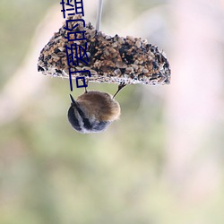 可爱的(de)蓝精(jīng)灵英(yīng)文版歌词
