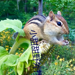 小甜甜野外找人直播平台