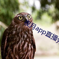 夜月app直播yy66tv （酥松）