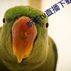 新茶tv直播下載