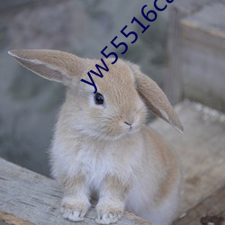 yw55516can优物入(入)口(口)
