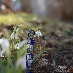 免费毛色基地 （随风逐浪）