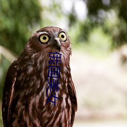 俄国美女(nǚ)