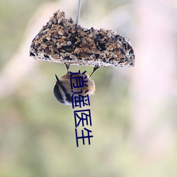 逍遥医生 谢恩）