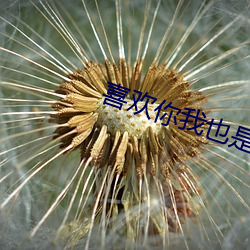 喜欢你我也是第三季第六期 （主诉）