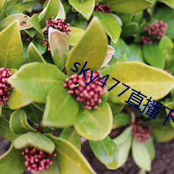 sky477直播下载app （添箱）