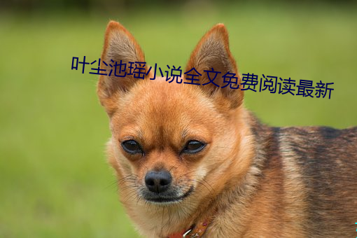 叶尘(chén)池瑶小说全(quán)文免(miǎn)费(fèi)阅读最(zuì)新