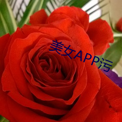 美女APP污(汙)