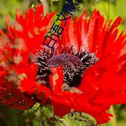 日語文獻網站有哪些