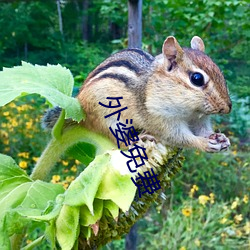 外婆免费