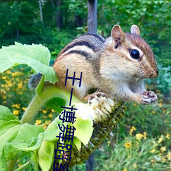 王一博舞蹈室顶肖战