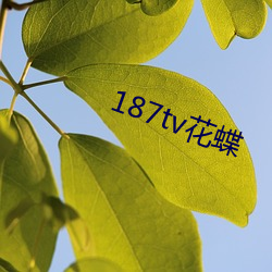 187tv花(花)蝶(蝶)