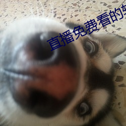 直播免费看的软件